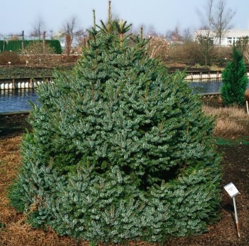 Picea omorika Nana.jpg
