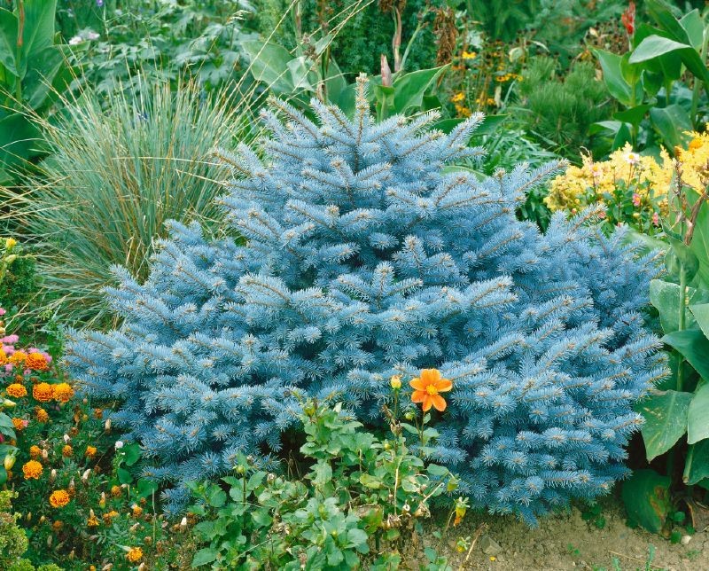 Picea pungens Glauca Globosa 1.jpg