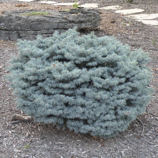 Picea pungens Glauca Globosa.jpg