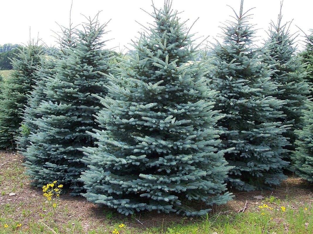 Picea pungens Glauca.jpg