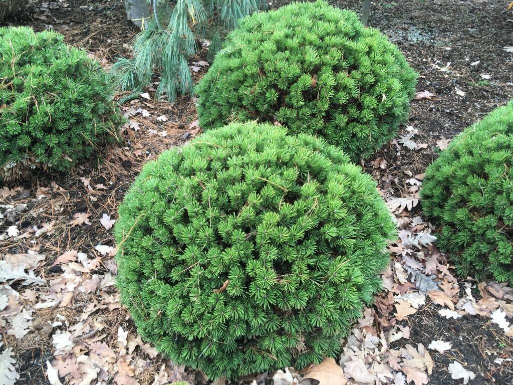 Pinus mugo Benjamin.jpg