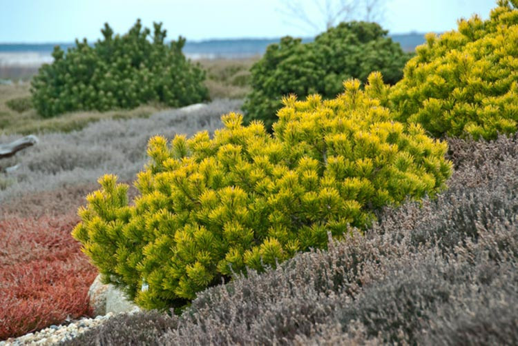 Pinus mugo carstens Wintergold.jpeg