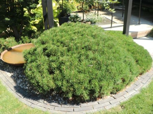 Pinus mugo var. pumilio.jpg