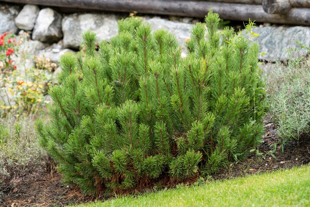 Pinus mugo.jpg