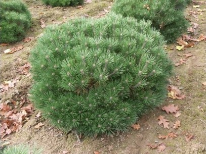 Pinus nigra Brepo Pierick Bregeon.jpg