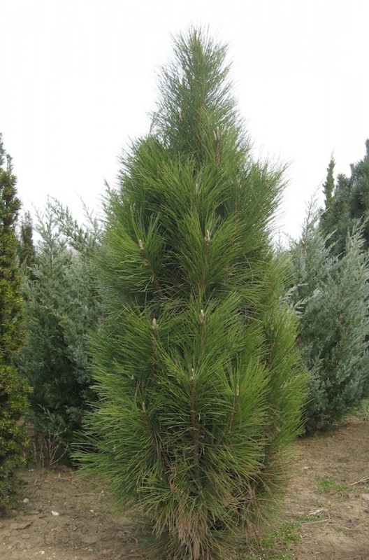 Pinus nigra Fastigiata.jpg