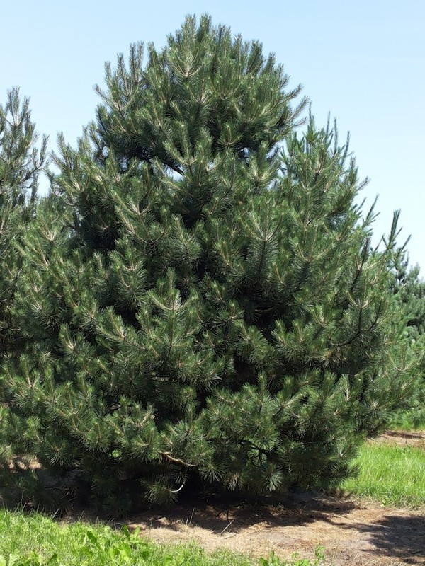 Pinus nigra.jpg