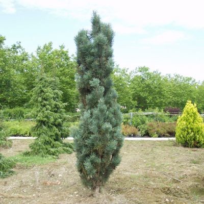 Pinus sylvestris Fastigiata.jpg