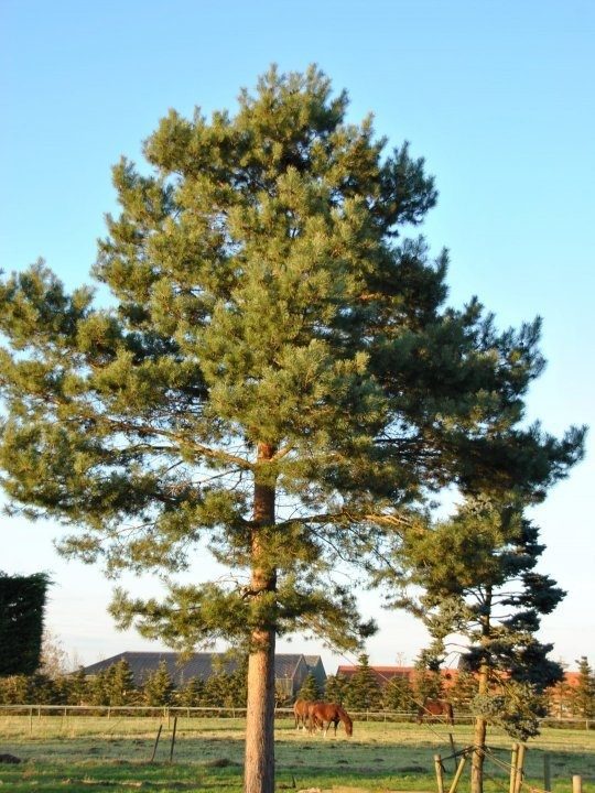 Pinus sylvestris.jpg