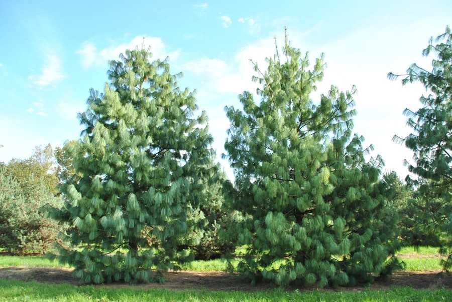 Pinus wallichiana 1.jpg