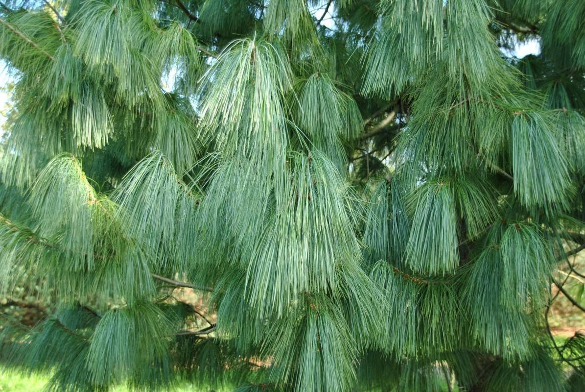 Pinus wallichiana.jpg