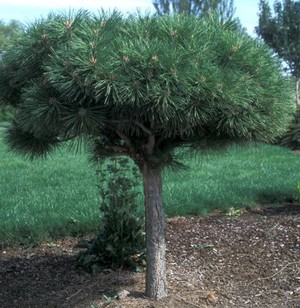 Pinus nigra brepo4.jpg