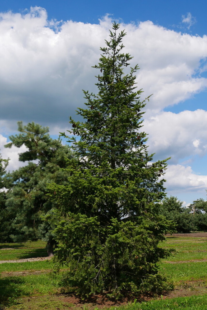 Pseudotsuga menziesii.jpg