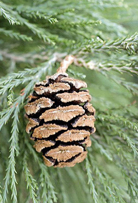 Sequoiadendron giganteum 1.jpg
