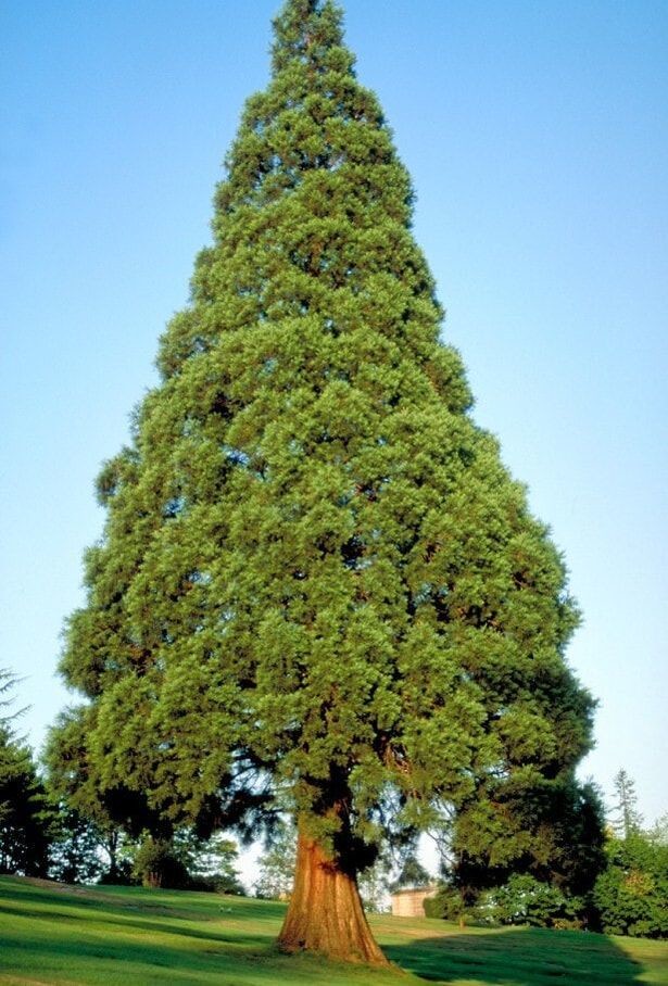 Sequoiadendron giganteum.jpg
