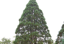 Sequoiadendron giganteum - mamutovec, orjaška sekvoja