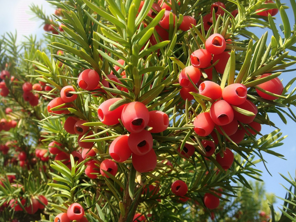 Taxus baccata 1.jpg
