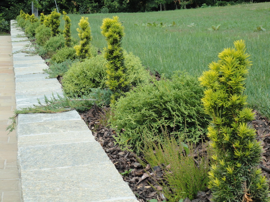 Taxus baccata Fastigiata Aurea 1.jpg