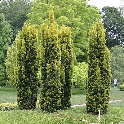 Taxus baccata Fastigiata Aurea.jpg