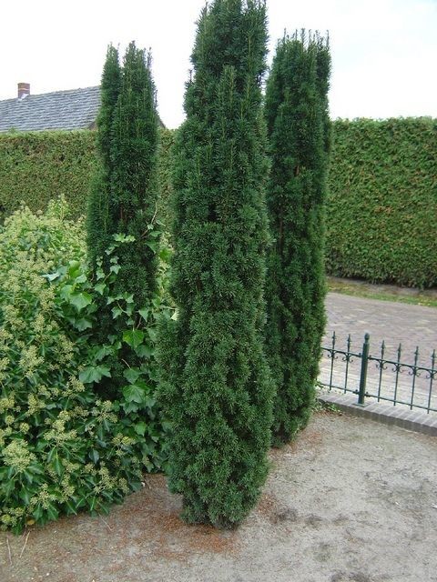 Taxus baccata Fastigiata.jpg