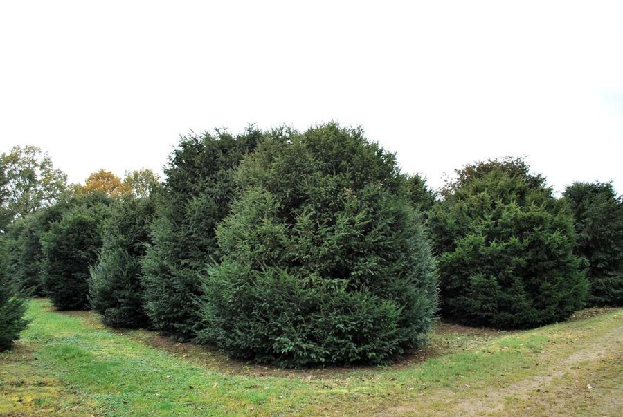 Taxus baccata.jpg