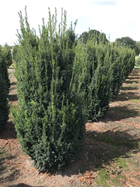 Taxus x media Hillii.jpg