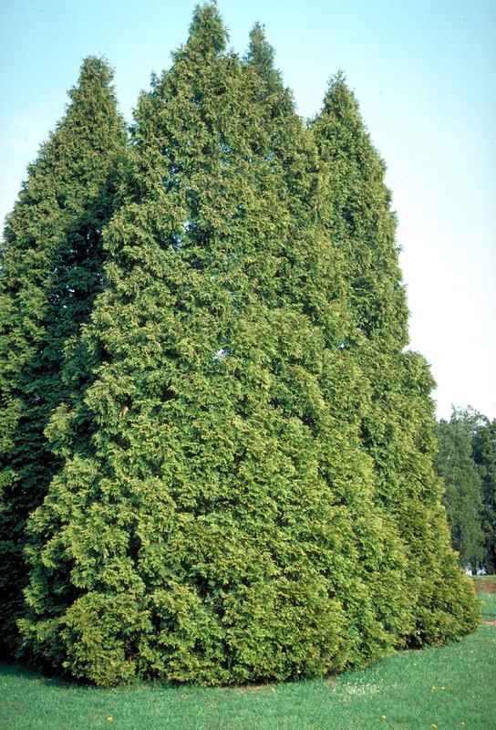 Thuja occidentalis 1.jpg