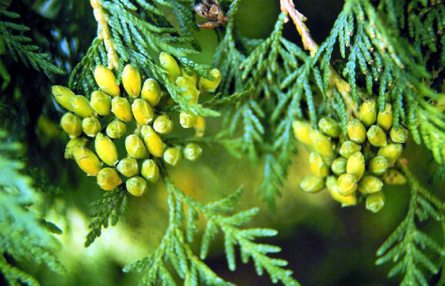 Thuja occidentalis 2.jpg