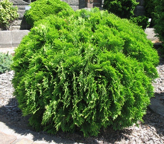 Thuja occidentalis Danica 1.jpeg
