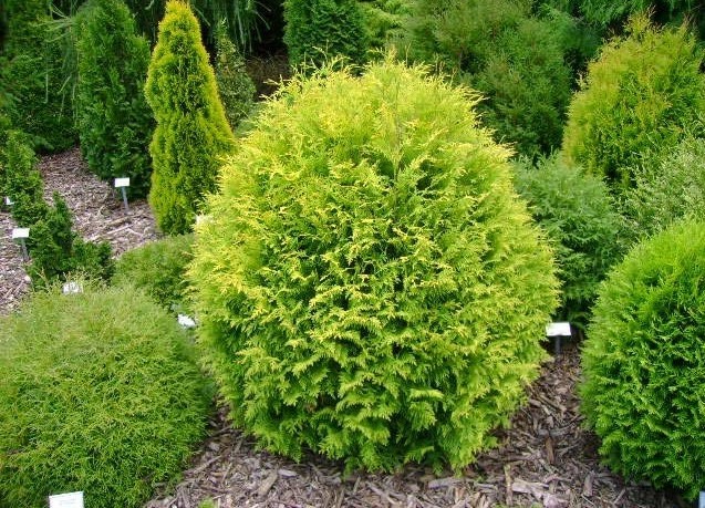 Thuja occidentalis Golden Globe.jpeg