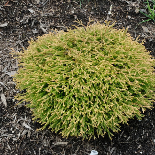 Thuja occidentalis Golden Tuffet 1.jpg