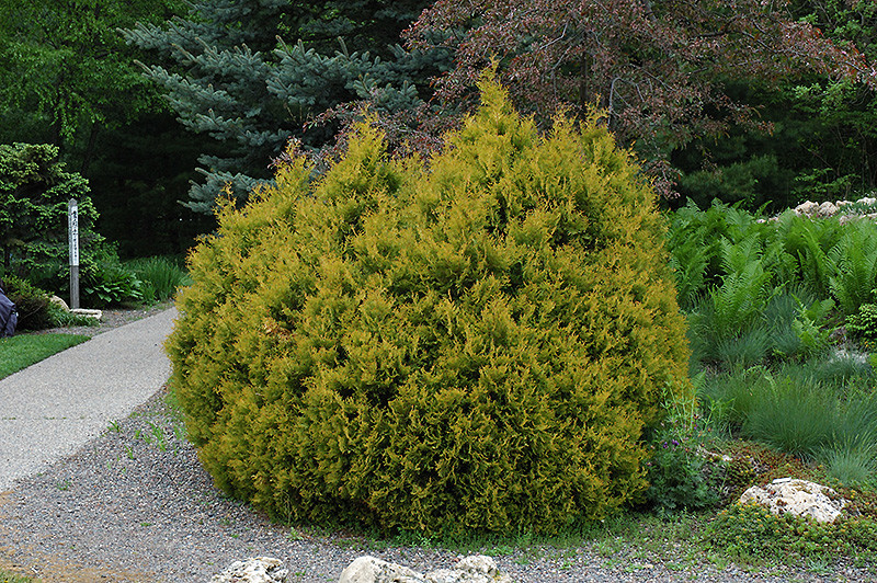 Thuja occidentalis Rheingold.jpg