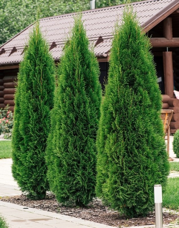 Thuja occidentalis Smaragd.jpg