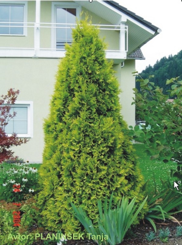 Thuja occidentalis Sunkist.jpg