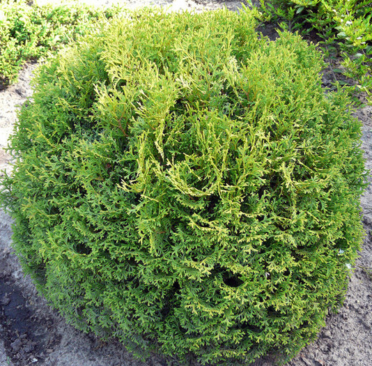 Thuja occidentalis Tiny Tim 1.jpg