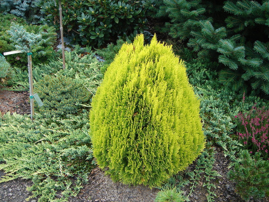 Thuja orientalis Aurea Nana.jpg