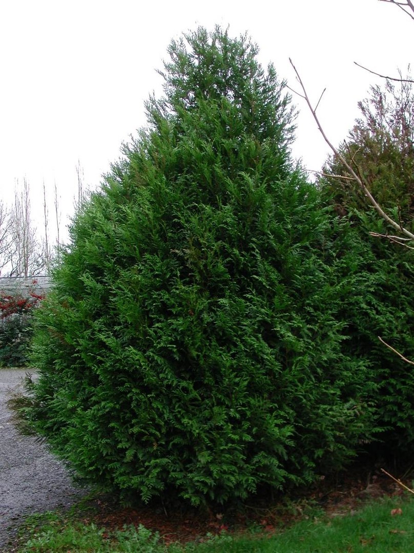 Thuja plicata Atrovirens.jpg
