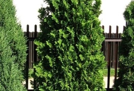 Thuja occidentalis 'Spiralis' - klek