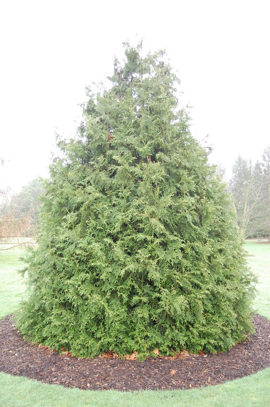 Thujopsis dolobrata.jpg