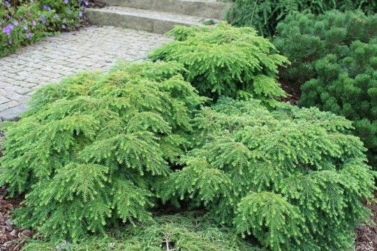 Tsuga canadensis Jeddeloh.jpg