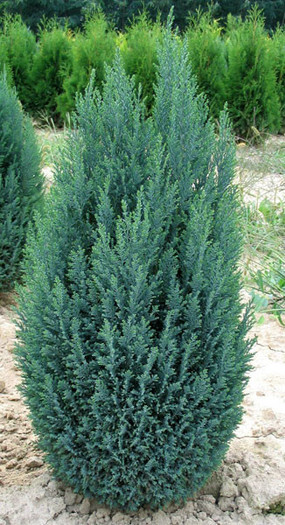 chamaecyparis-lawsoniana-ellwoodii_b.jpg