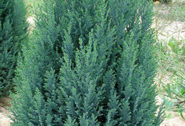 Chamaecyparis lawsoniana 'Ellwoodii' - lawsonova modra pacipresa