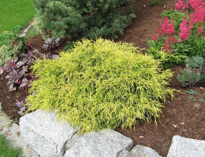 chamaecyparis-pisifera-aurea-nana_b.jpg