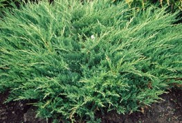 Juniperus horizontalis 'Andorra Compact' - brin