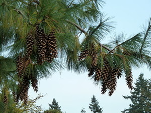 pinus wallichiana.jpeg