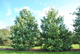 Pinus wallichiana - himalajski bor