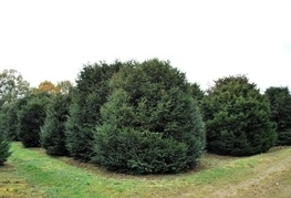 Taxus baccata - navadna tisa