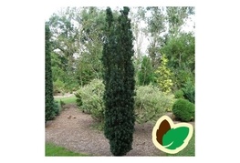 Taxus baccata 'Fastigiata' - stebrasta tisa