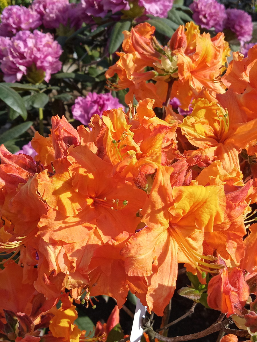 Azalea Parkfeuer.jpg