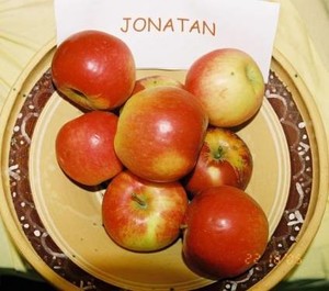 Jonatan.jpg